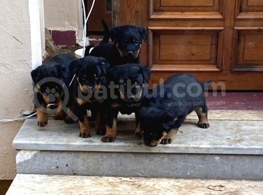 Mükemmel Koca Kafa Macar Rottweiler Yavrular