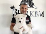 Burkem Den Samoyed Yavrular