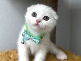 Sevimli Tatlı Scottish Fold Dişi Ve Erkek Bebekler