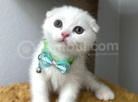 Sevimli Tatlı Scottish Fold Dişi Ve Erkek Bebekler görsel
