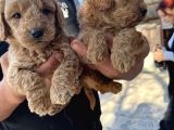 Oyuncak Toy Poodle Bebeklerimiz
