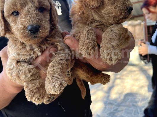 Oyuncak Toy Poodle Bebeklerimiz görsel