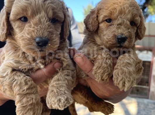 Oyuncak Toy Poodle Bebeklerimiz görsel