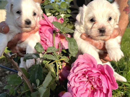 Kar Beyaz Mini Boy Maltese Bebekler görsel