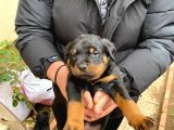 Mükemmel Koca Kafa Macar Rottweiler Yavrular