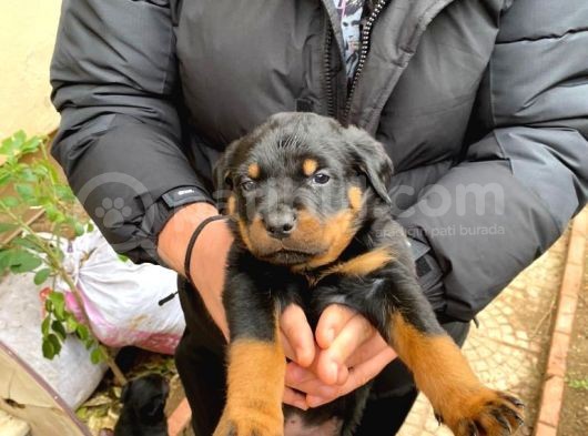Mükemmel Koca Kafa Macar Rottweiler Yavrular görsel