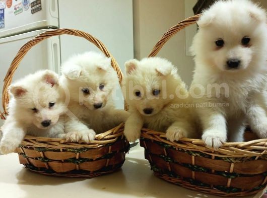 Irk Ve Sağlik Garanti̇li̇ Güzel Yüzlü Samoyed Yavrularimiz görsel