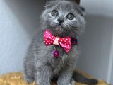 Sevimli Tatlı Scottish Fold Dişi Ve Erkek Bebekler