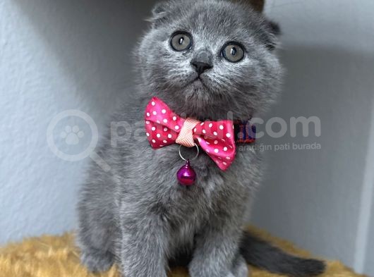 Sevimli Tatlı Scottish Fold Dişi Ve Erkek Bebekler görsel