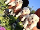 Kar Beyaz Mini Boy Maltese Bebekler