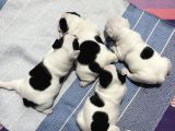 Siyah Beyaz Yavrular French Bulldog