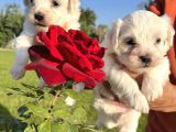 Kar Beyaz Mini Boy Maltese Bebekler