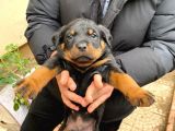 Mükemmel Koca Kafa Macar Rottweiler Yavrular