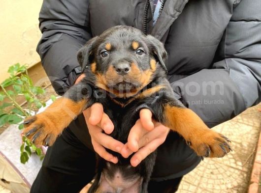 Mükemmel Koca Kafa Macar Rottweiler Yavrular görsel