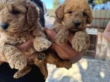 Oyuncak Toy Poodle Bebeklerimiz