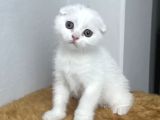 Sevimli Tatlı Scottish Fold Dişi Ve Erkek Bebekler