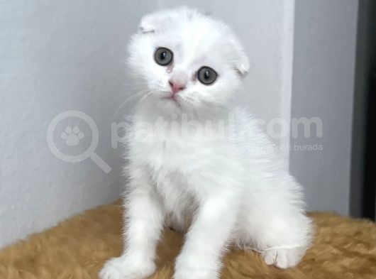Sevimli Tatlı Scottish Fold Dişi Ve Erkek Bebekler görsel