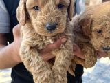 Oyuncak Toy Poodle Bebeklerimiz