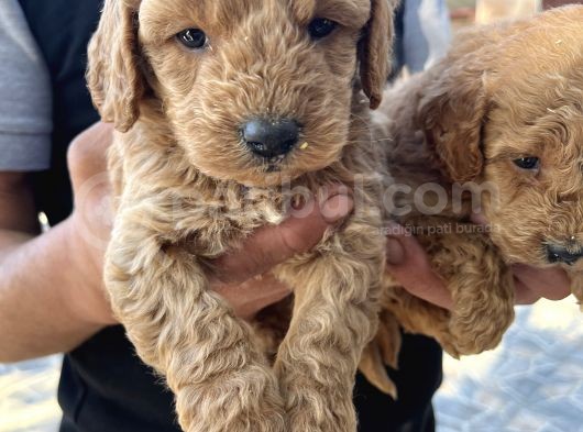 Oyuncak Toy Poodle Bebeklerimiz