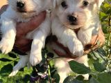 Kar Beyaz Mini Boy Maltese Bebekler