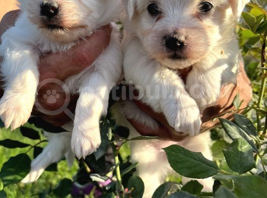 Kar Beyaz Mini Boy Maltese Bebekler görsel