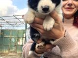 Çok Güzel Border Colli̇e Yavrularimiz