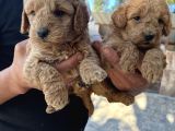 Oyuncak Toy Poodle Bebeklerimiz