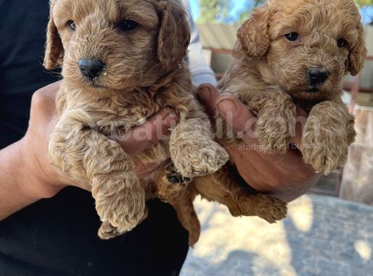 Oyuncak Toy Poodle Bebeklerimiz görsel