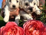 Kar Beyaz Mini Boy Maltese Bebekler