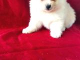 Yavru Pomeranian