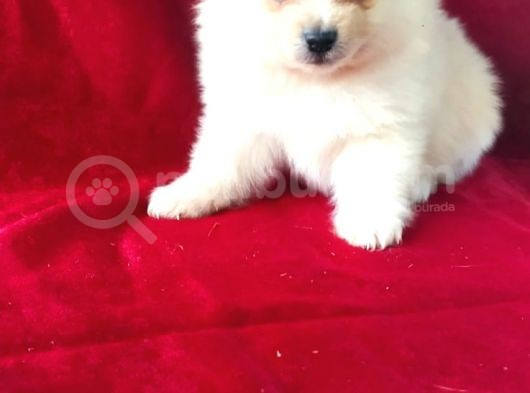 Yavru Pomeranian görsel