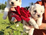 Kar Beyaz Mini Boy Maltese Bebekler