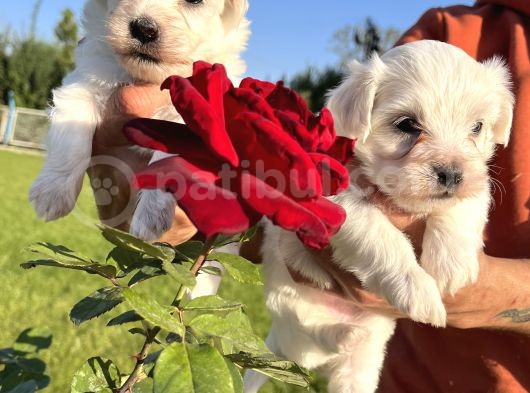 Kar Beyaz Mini Boy Maltese Bebekler