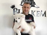 Burkem Den Samoyed Yavrular