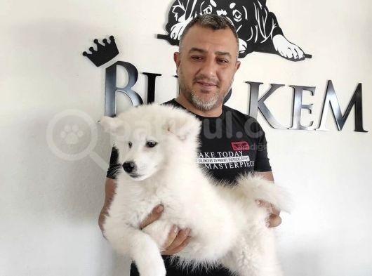 Burkem Den Samoyed Yavrular görsel