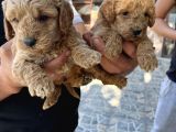 Oyuncak Toy Poodle Bebeklerimiz
