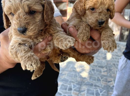 Oyuncak Toy Poodle Bebeklerimiz görsel