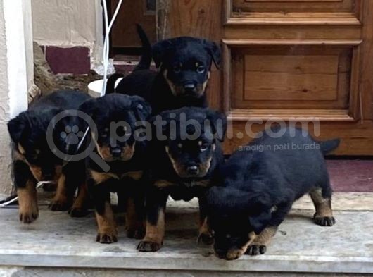 Mükemmel Kali̇te Koca Kafa Rottwei̇ler Yavrularimiz görsel