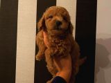 Aşılı Pasaportlu Toypoodle Bebeklerimiz