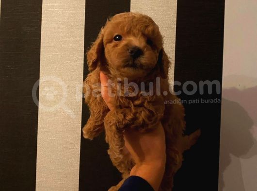 Aşılı Pasaportlu Toypoodle Bebeklerimiz görsel