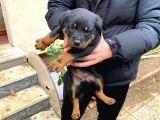 Mükemmel Koca Kafa Macar Rottweiler Yavrular
