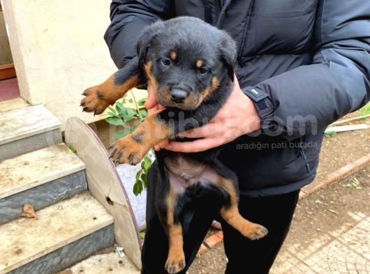 Mükemmel Koca Kafa Macar Rottweiler Yavrular görsel