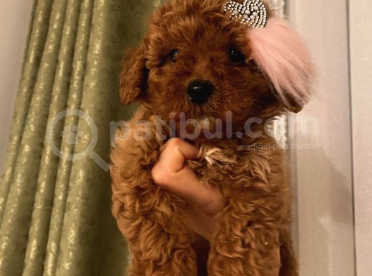 Aşılı Pasaportlu Toypoodle Bebeklerimiz görsel