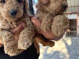 Oyuncak Toy Poodle Bebeklerimiz