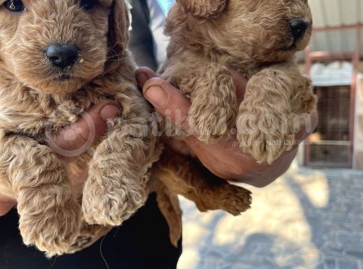 Oyuncak Toy Poodle Bebeklerimiz görsel