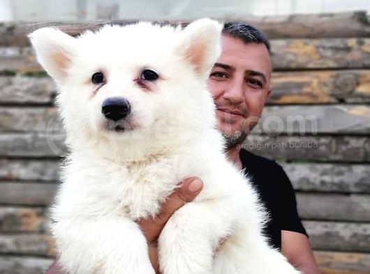 Burkem Den Samoyed Yavrular görsel