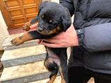 Mükemmel Koca Kafa Macar Rottweiler Yavrular