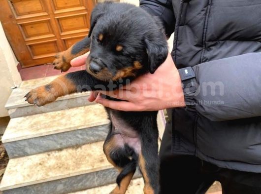 Mükemmel Koca Kafa Macar Rottweiler Yavrular görsel