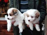 Morkie Cinsi Yavrular Sevimli