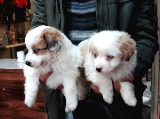 Morkie Cinsi Yavrular Sevimli görsel